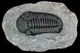 Detailed Austerops Trilobite - Nice Eye Facets #108483-1